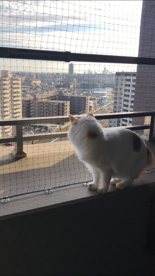 お客様の声１ 猫ちゃん 鳩よけネット工房 はとあみ本舗 株